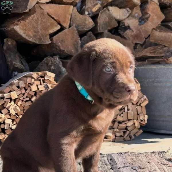 Sparky, Chocolate Labrador Retriever Puppy